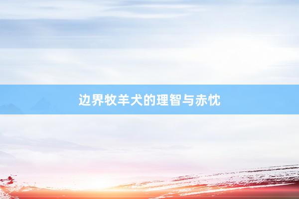 边界牧羊犬的理智与赤忱